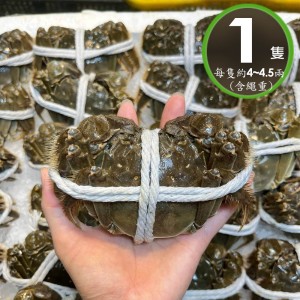 單獨下單 不可以合併*冷藏【華得水產】活蟹直送 江蘇大閘蟹(母 1隻_4-4.5兩/隻)