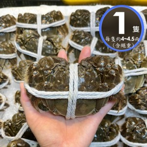 單獨下單 不可以合併*冷藏【華得水產】活蟹直送 江蘇大閘蟹(公 1隻_4-4.5兩/隻)