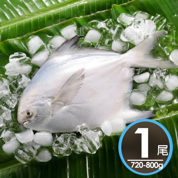 鮮嫩特大野生白鯧魚(720-800g/尾)